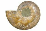 Cut & Polished Ammonite Fossil (Half) - Deep Crystal Pockets #345637-1